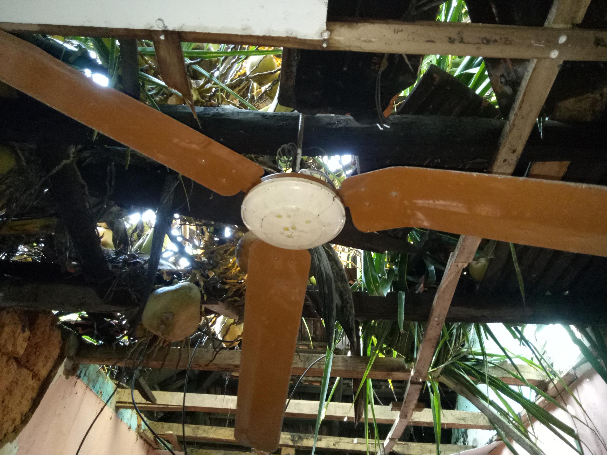 ಮನೆ ಮೇಲೆ ಬಿದ್ದ ತೆಂಗು: ಇಬ್ಬರಿಗೆ ಗಾಯ; ಅಪಾರ ಹಾನಿ